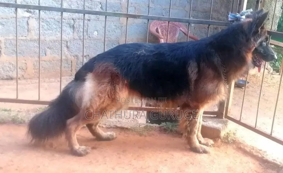 German Shepherd long coat pappys for sale