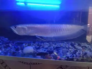 Arrowana fish