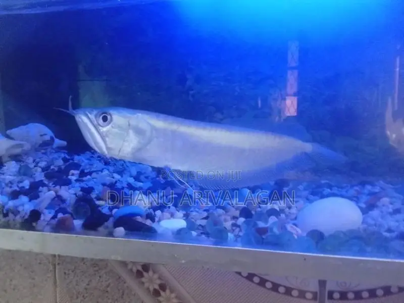 Arrowana fish
