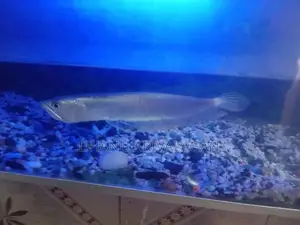 Arrowana fish
