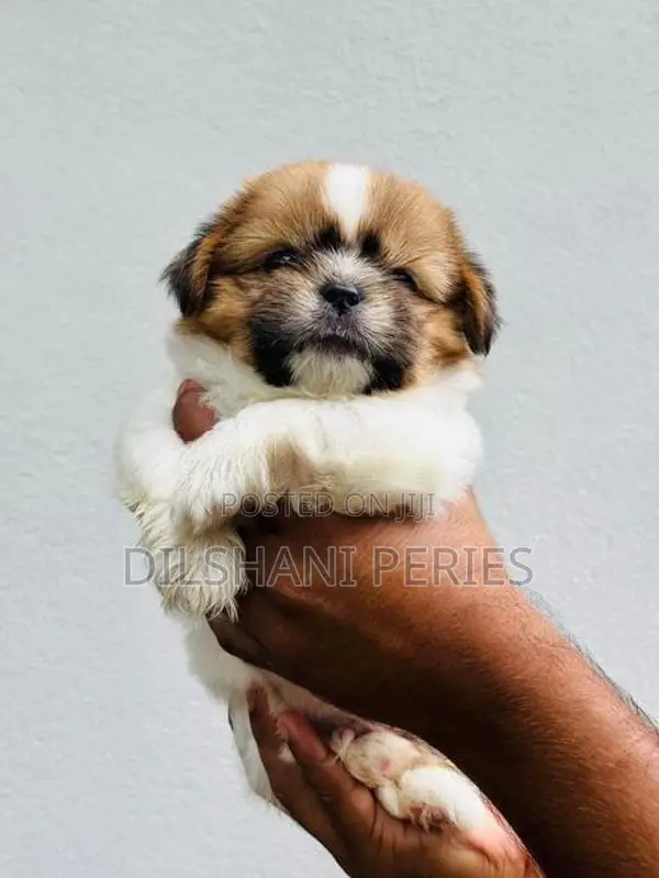 Shih Tzu Puppy