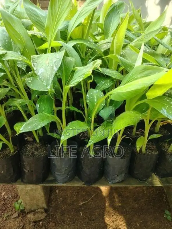 කෝලිකුට්ටු කෙසෙල් පැළ