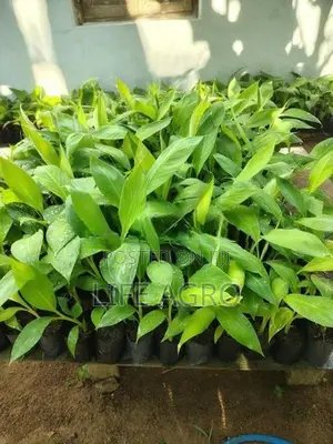 කෝලිකුට්ටු කෙසෙල් පැළ