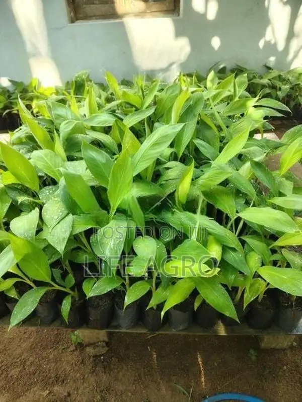 කෝලිකුට්ටු කෙසෙල් පැළ