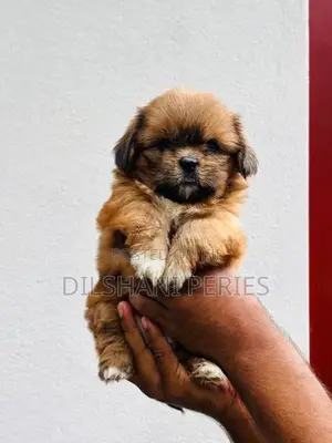 Shih Tzu Puppy