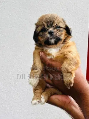 Shih Tzu Puppy