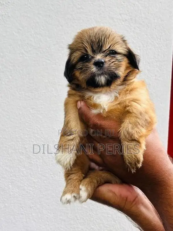 Shih Tzu Puppy