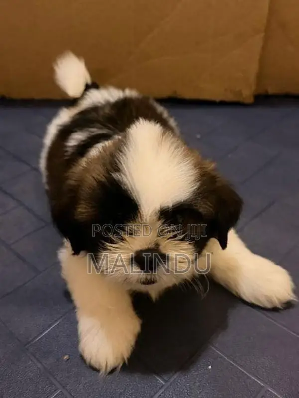 Shih Tzu Puppy