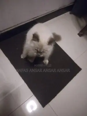 Persian Cat