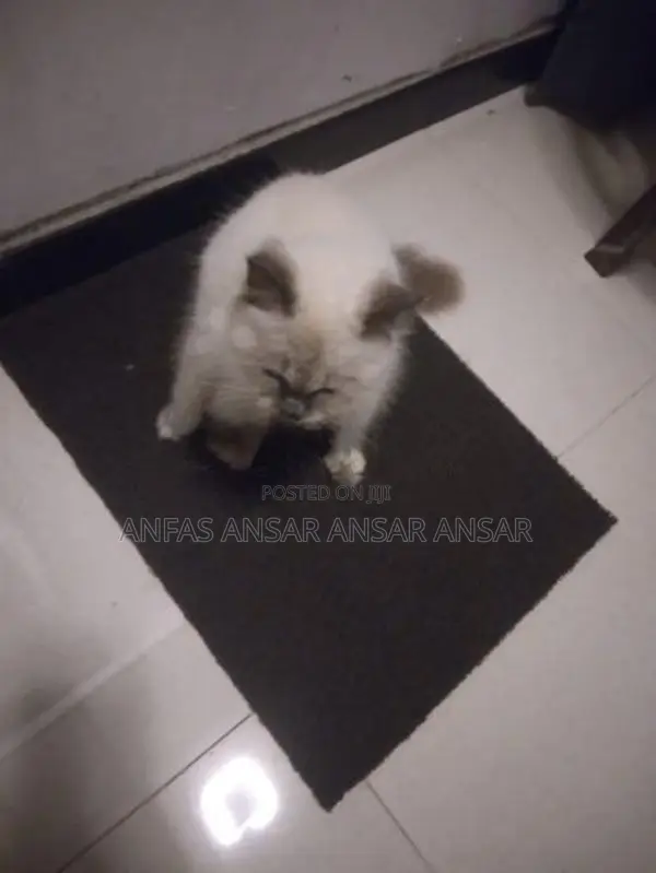 Persian Cat