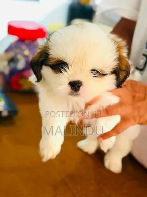 Shih Tzu Puppy