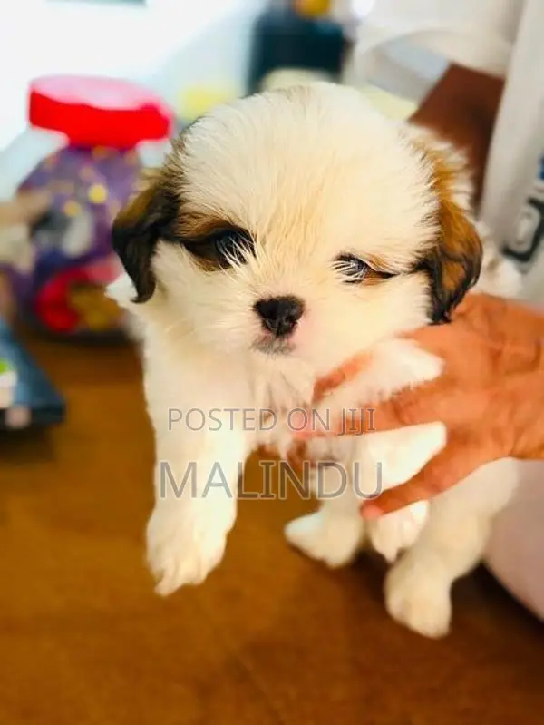 Shih Tzu Puppy