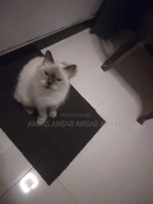 Persian Cat