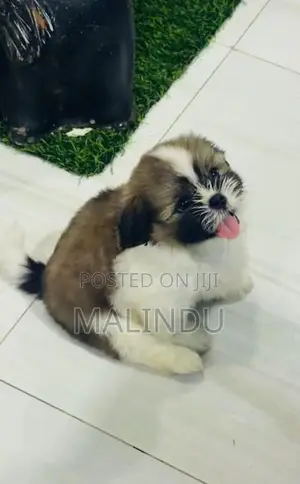Shih Tzu Puppy