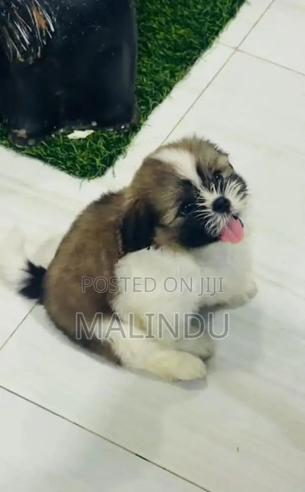 Shih Tzu Puppy