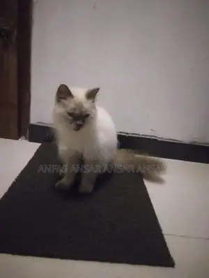 Persian Cat