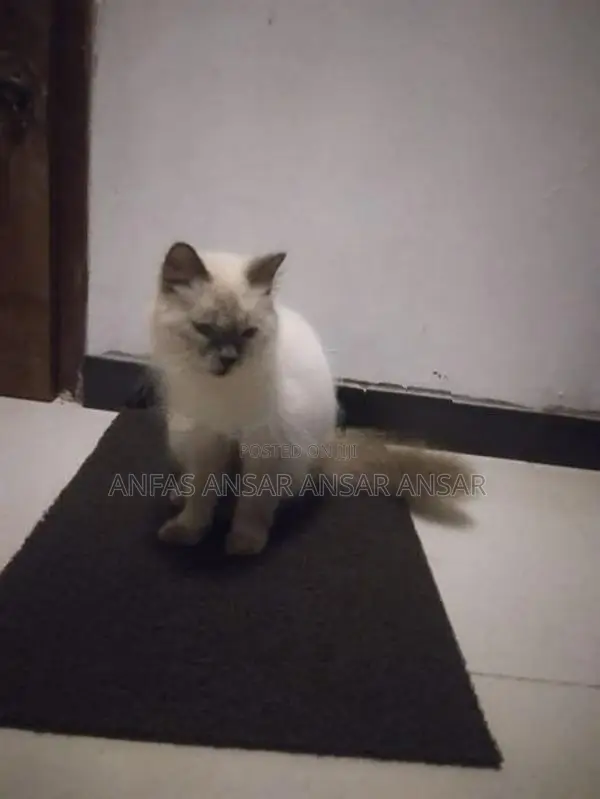 Persian Cat
