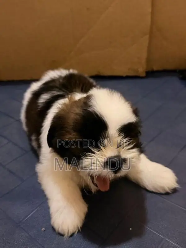 Shih Tzu Puppy