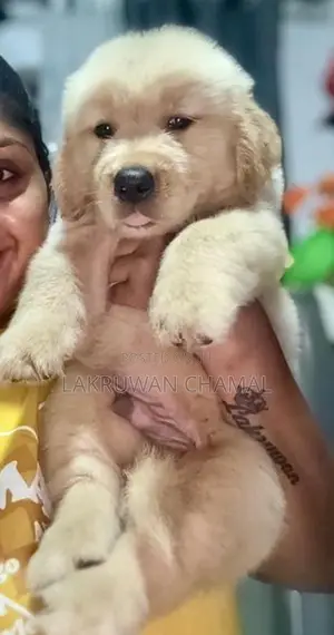 Golden Retriever Puppies