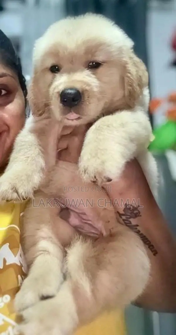 Golden Retriever Puppies