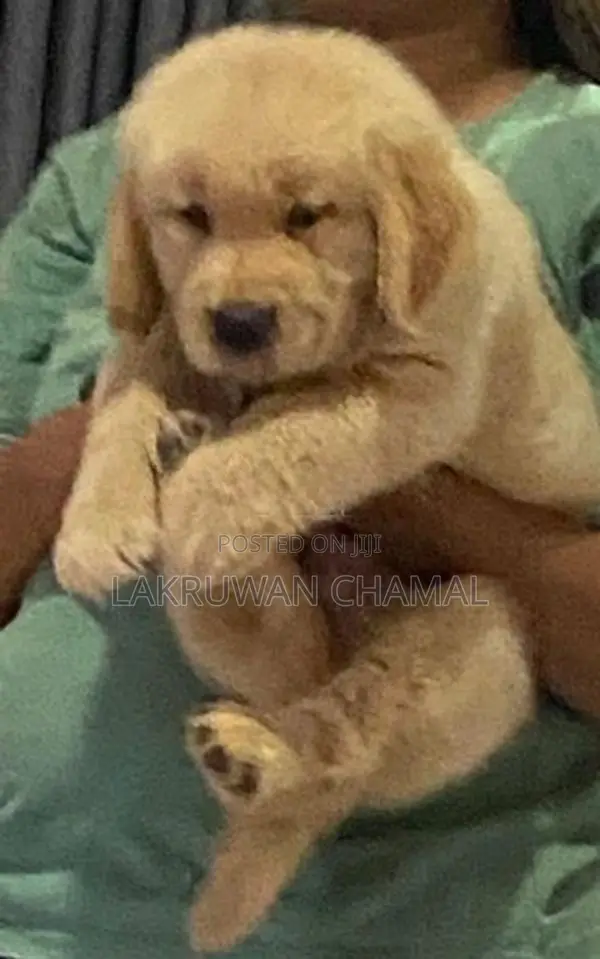 Golden Retriever Puppies