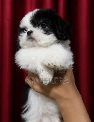 Shih Tzu Puppy
