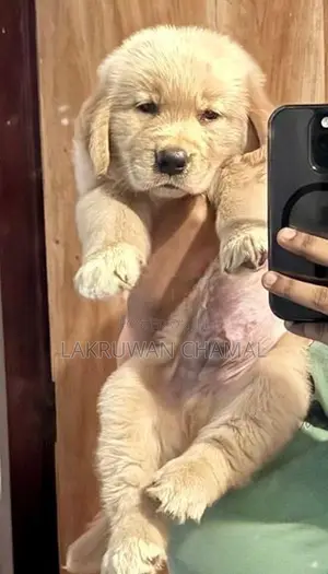 Golden Retriever Puppies