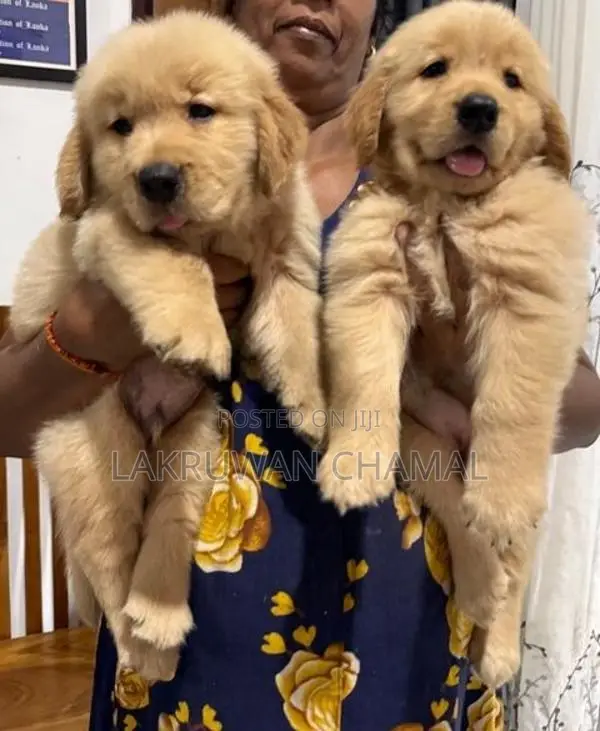 Golden Retriever Puppies