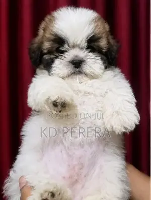 Shih Tzu Puppy