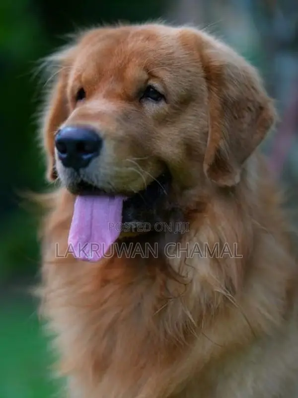 Golden Retriever Puppies