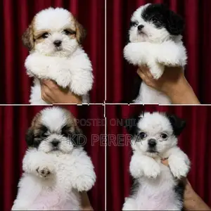 Shih Tzu Puppy