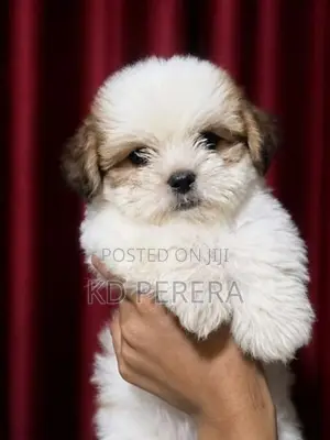 Shih Tzu Puppy