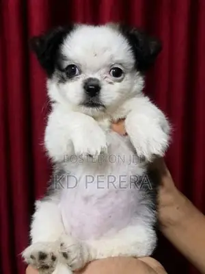 Shih Tzu Puppy