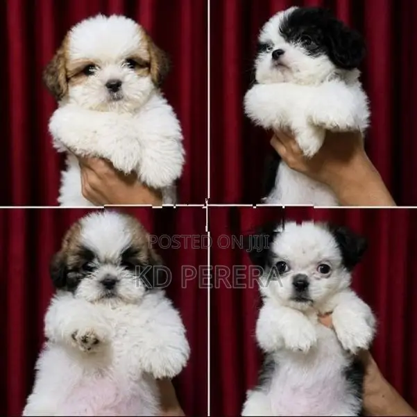 Shih Tzu Puppy