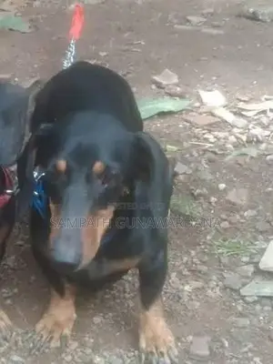 Dachshund Puppy