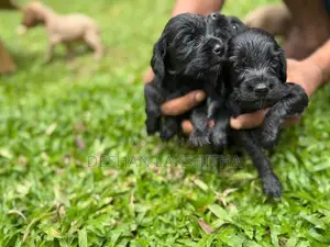 Cocker Spaniel Puppies
