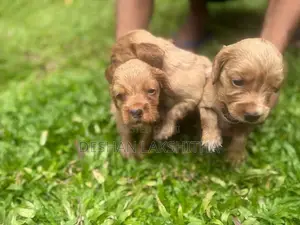 Cocker Spaniel Puppies