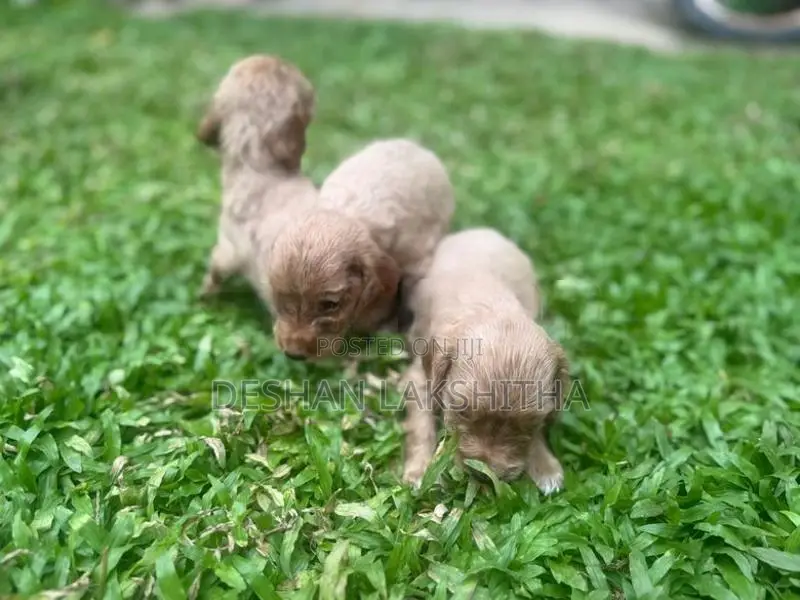 Cocker Spaniel Puppies