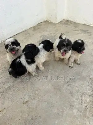 Shih Tzu Puppies for Kind Home