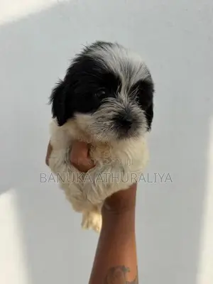 Shih Tzu Puppies for Kind Home