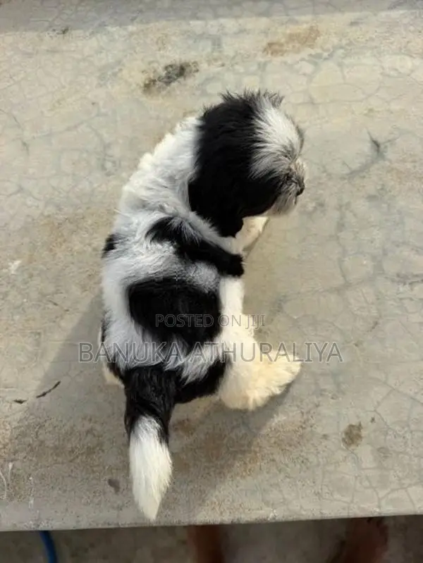 Shih Tzu Puppies for Kind Home
