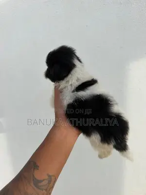 Shih Tzu Puppies for Kind Home