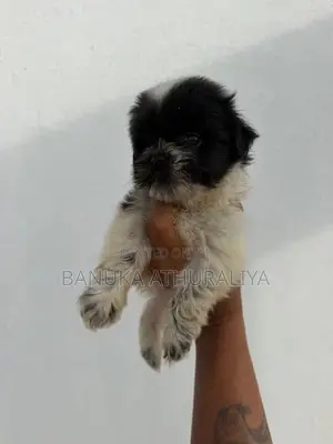 Shih Tzu Puppies for Kind Home