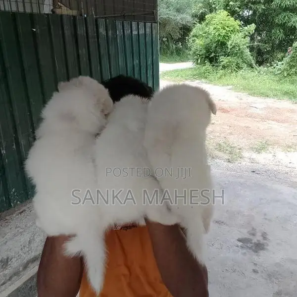 Lion Pomaneriyan Dog