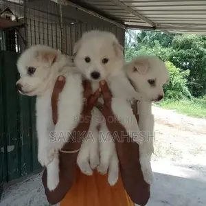 Lion Pomaneriyan Dog