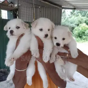 Lion Pomaneriyan Dog
