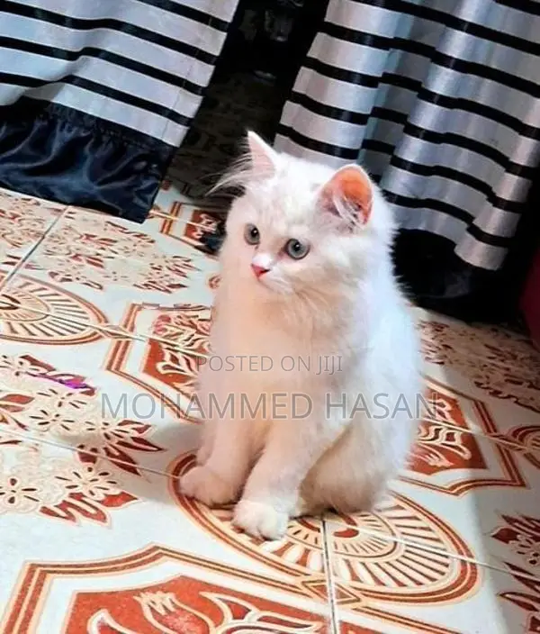 Persian Cat