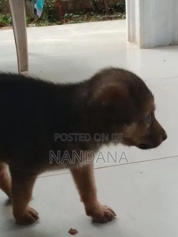 Germen Shepherd Puppy