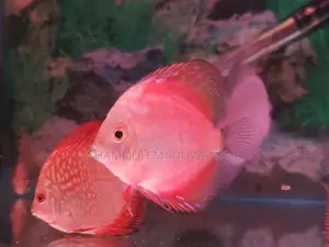 Discuss Fish