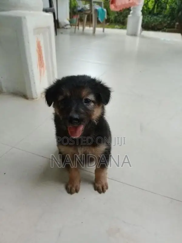Germen Shepherd Puppy